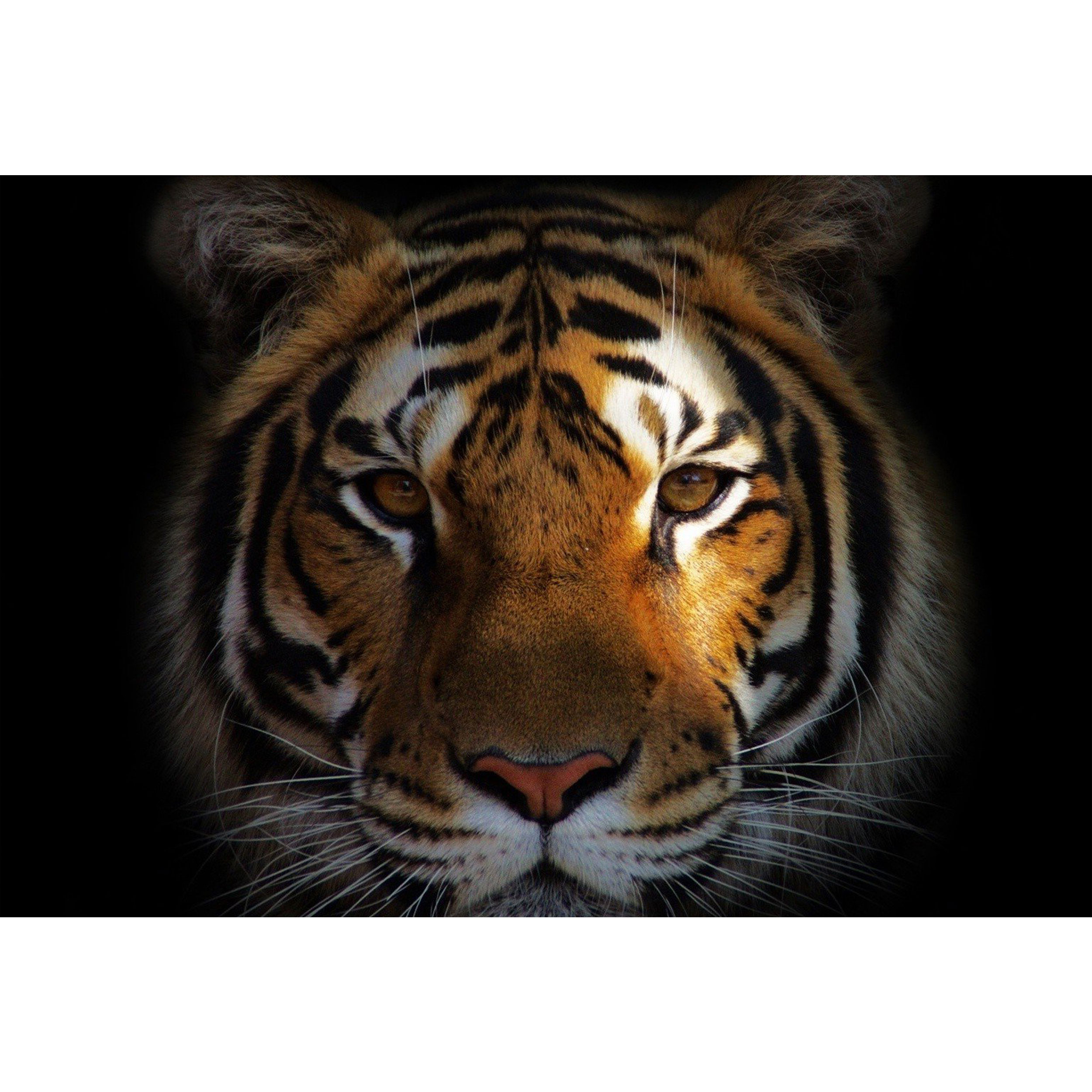 تابلو شاسی طرح ببر مدل T1622