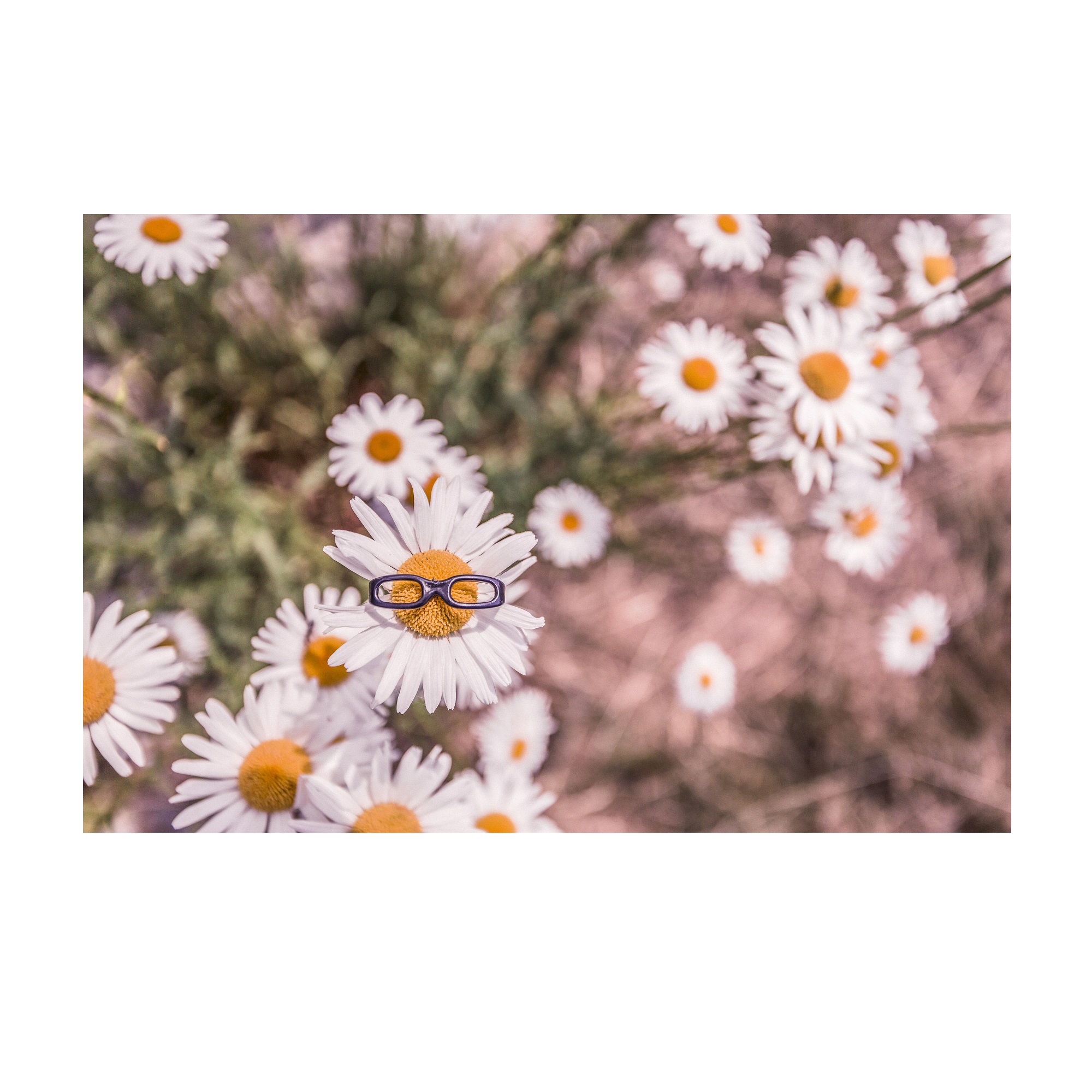 تابلو شاسی جوان مدل گل عینکی