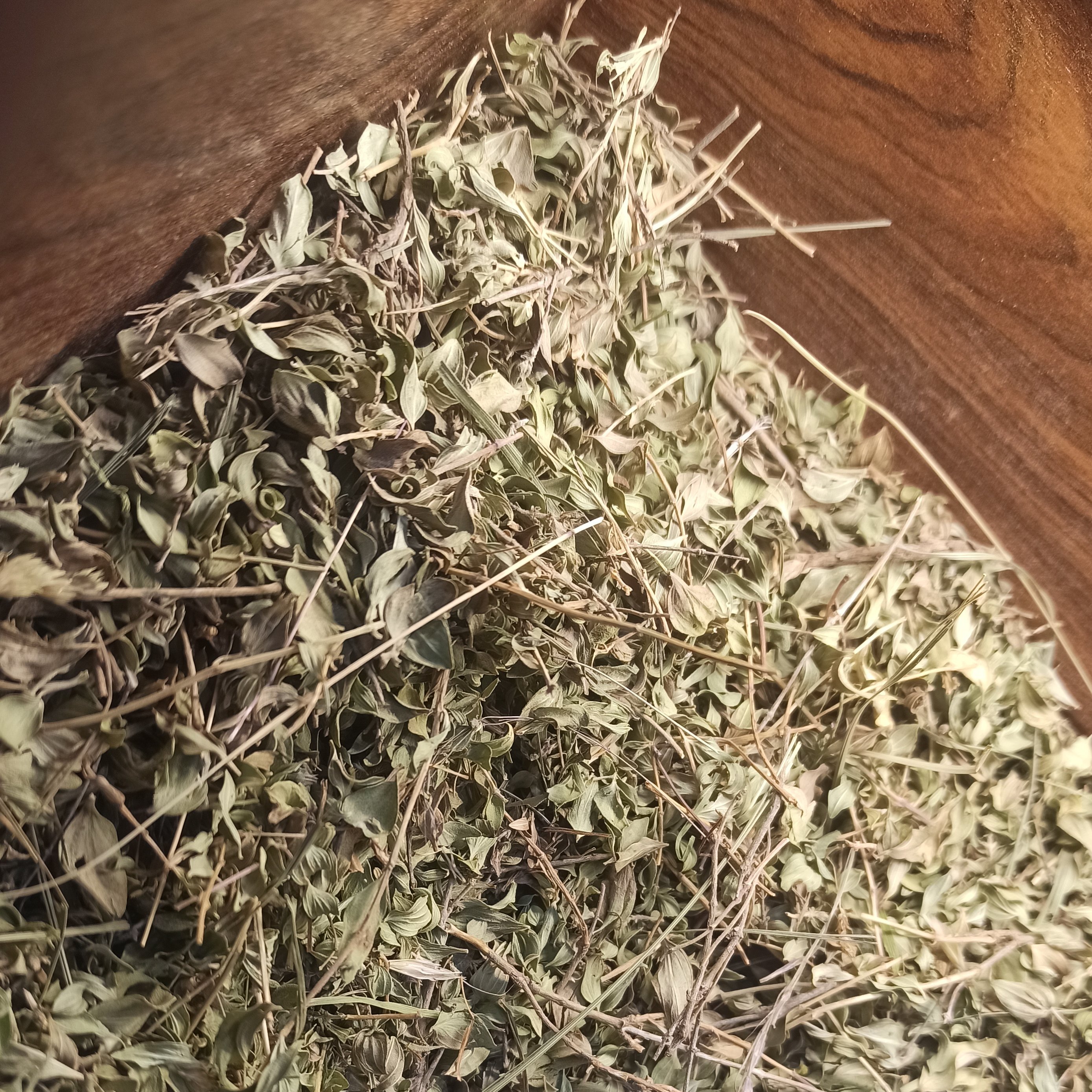 کاکوتی درشت 