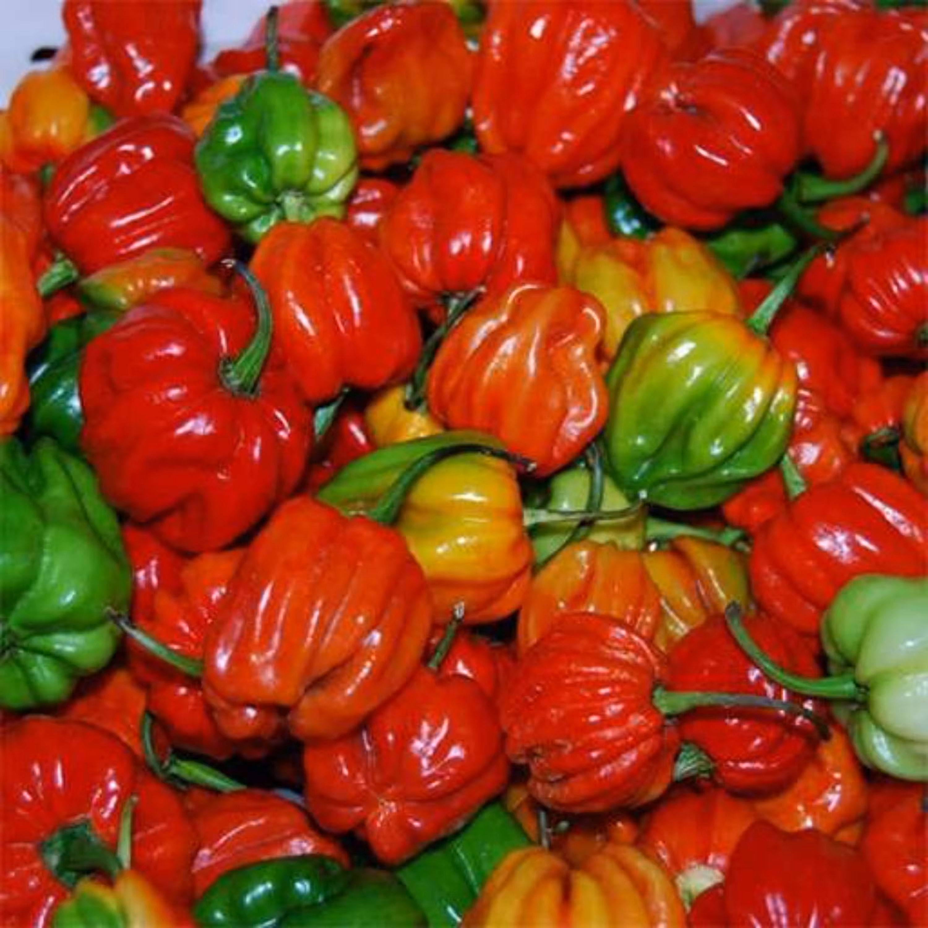 بذر فلفل اجی دو سی قرمز 10 عددی