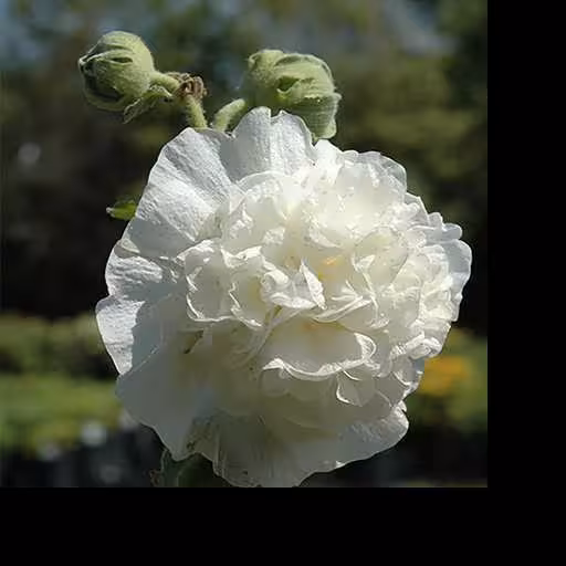 بذر گل ختمی سفید (15 بذر )