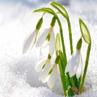خرید و دانلود عکس Flower-Part-9 کد 18401 | پیک فاکس | Pic Fox