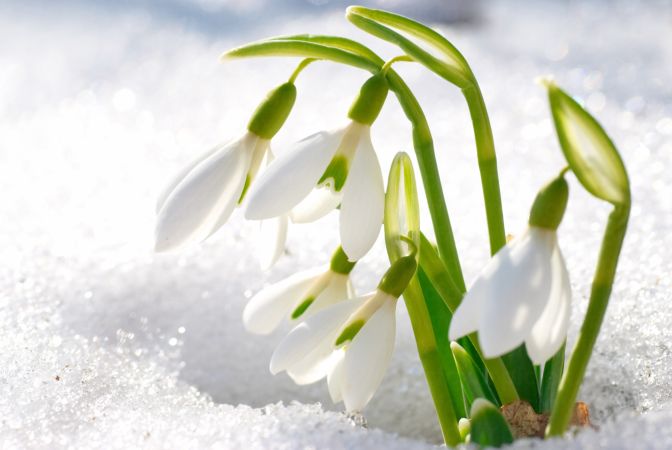 خرید و دانلود عکس Flower-Part-9 کد 18401 | پیک فاکس | Pic Fox