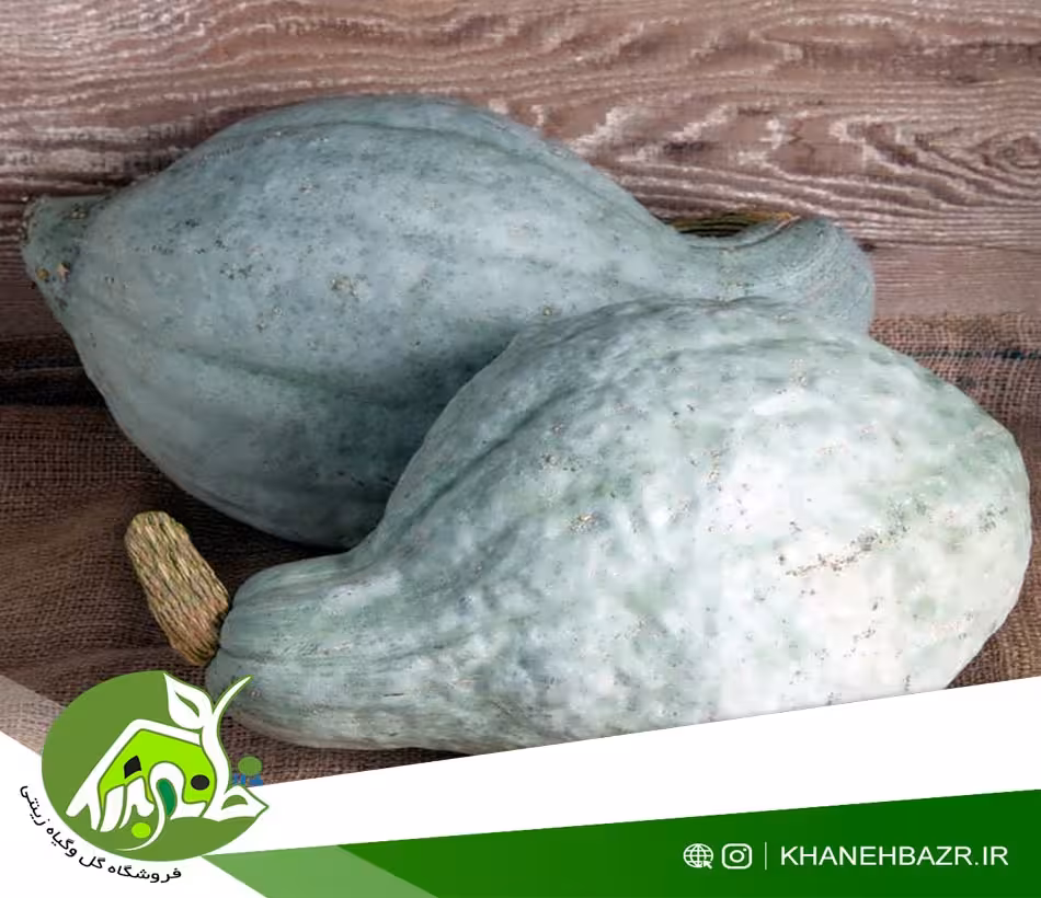 بذر کدو آبی هیوبارد - خانه بذر | فروشگاه بذر وارداتی گل و گیاه زینتی 1404