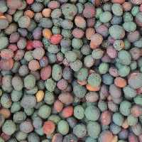 بنه سبز  خشک اعلا  (پسته کوهی)بسته  5 کیلویی 