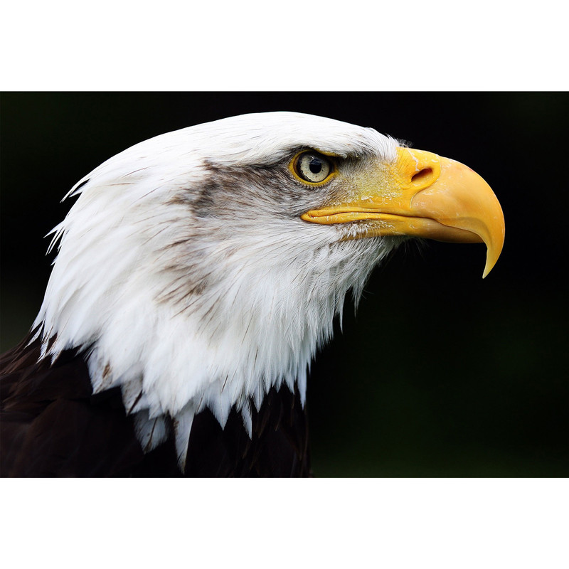 تابلو شاسی طرح عقاب مدل T1463 | دنیای قاب