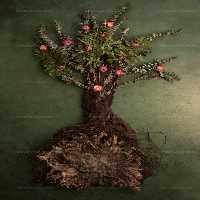 بکگراند عکاسی نوزاد گل | گرافیک با طعم تربچه