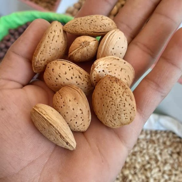 بادام سنگی
