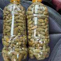 ترشی هندوانه ابوجهل یا گلک در بطری حاوی سرکه بهداشتی