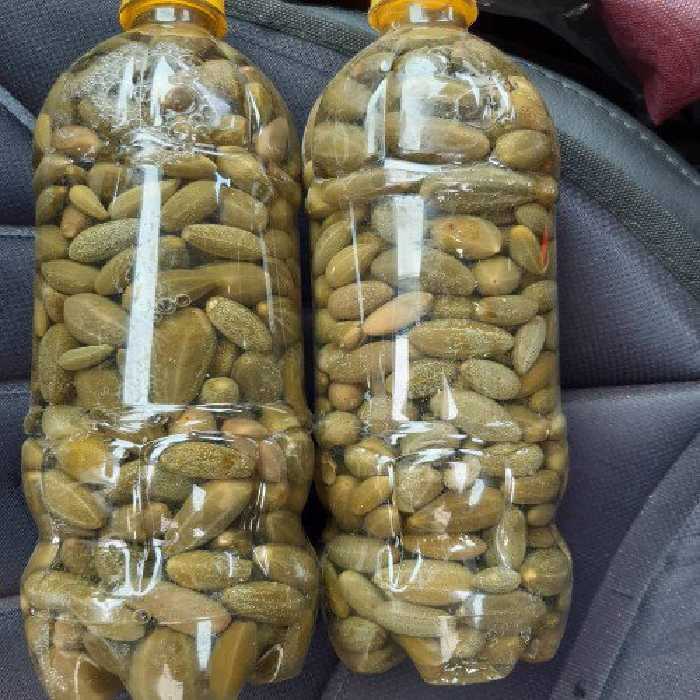 ترشی هندوانه ابوجهل یا گلک در بطری حاوی سرکه بهداشتی