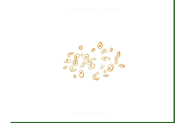 شناسایی مخمر ها 🔬 - کتابخانه مجازی واتیکان