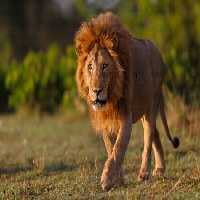 خرید و دانلود عکس Portrait of the legendary Lion کد 41602 | پیک فاکس | Pic Fox