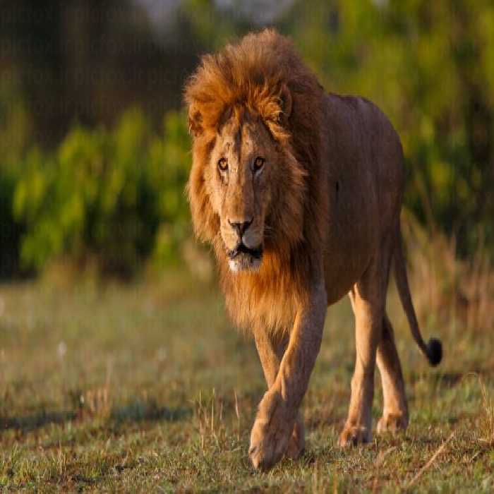 خرید و دانلود عکس Portrait of the legendary Lion کد 41602 | پیک فاکس | Pic Fox