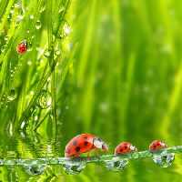 خرید و دانلود عکس کفشدوزک‌ها در میان قطرات شبنم | پیک فاکس | Pic Fox