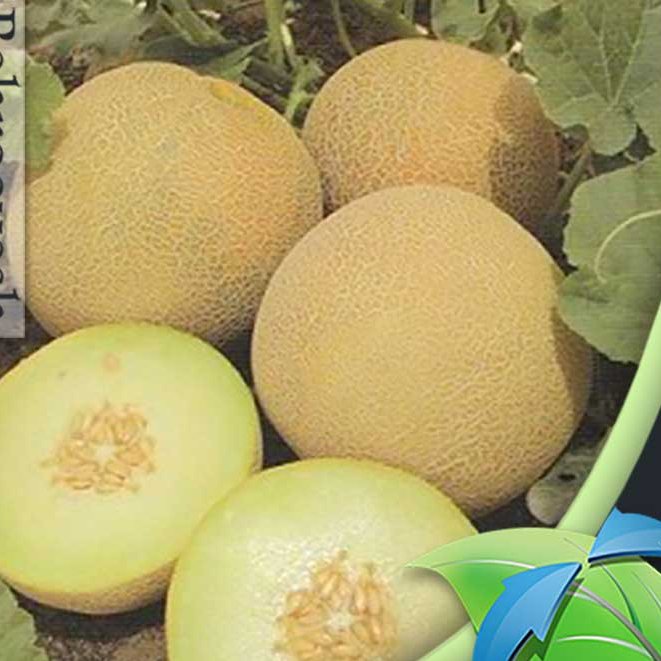 بذر خربزه گالیا