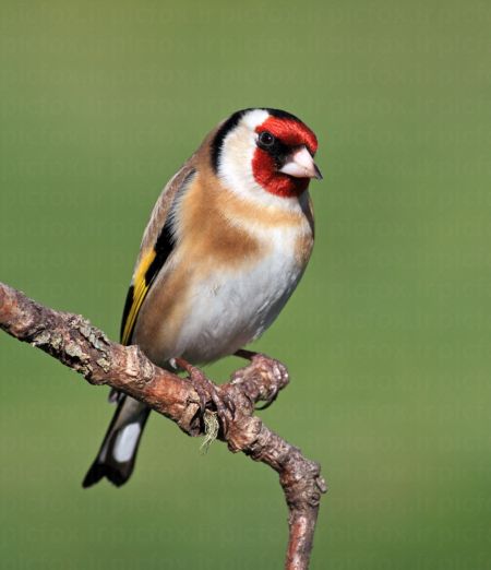 خرید و دانلود عکس Animals-Part-3 - کیفیت بالا | پیک فاکس | Pic Fox