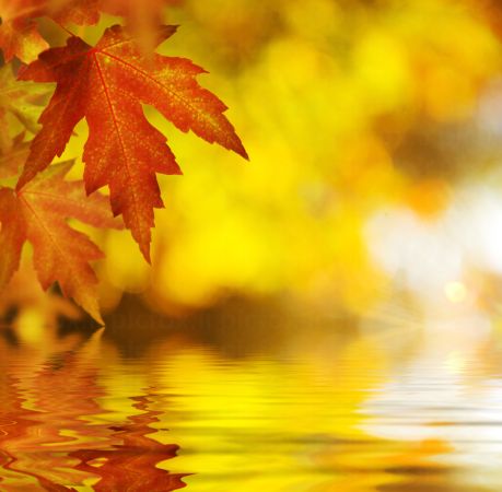 خرید و دانلود عکس Nature-Part-20 کد 36036 | پیک فاکس | Pic Fox