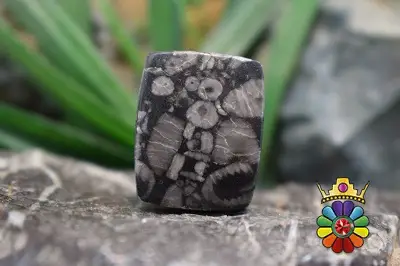 کرینوئید فسیل