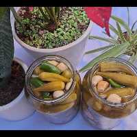 ترشی بامیه تازه و خوشمزه هر 600 گرم