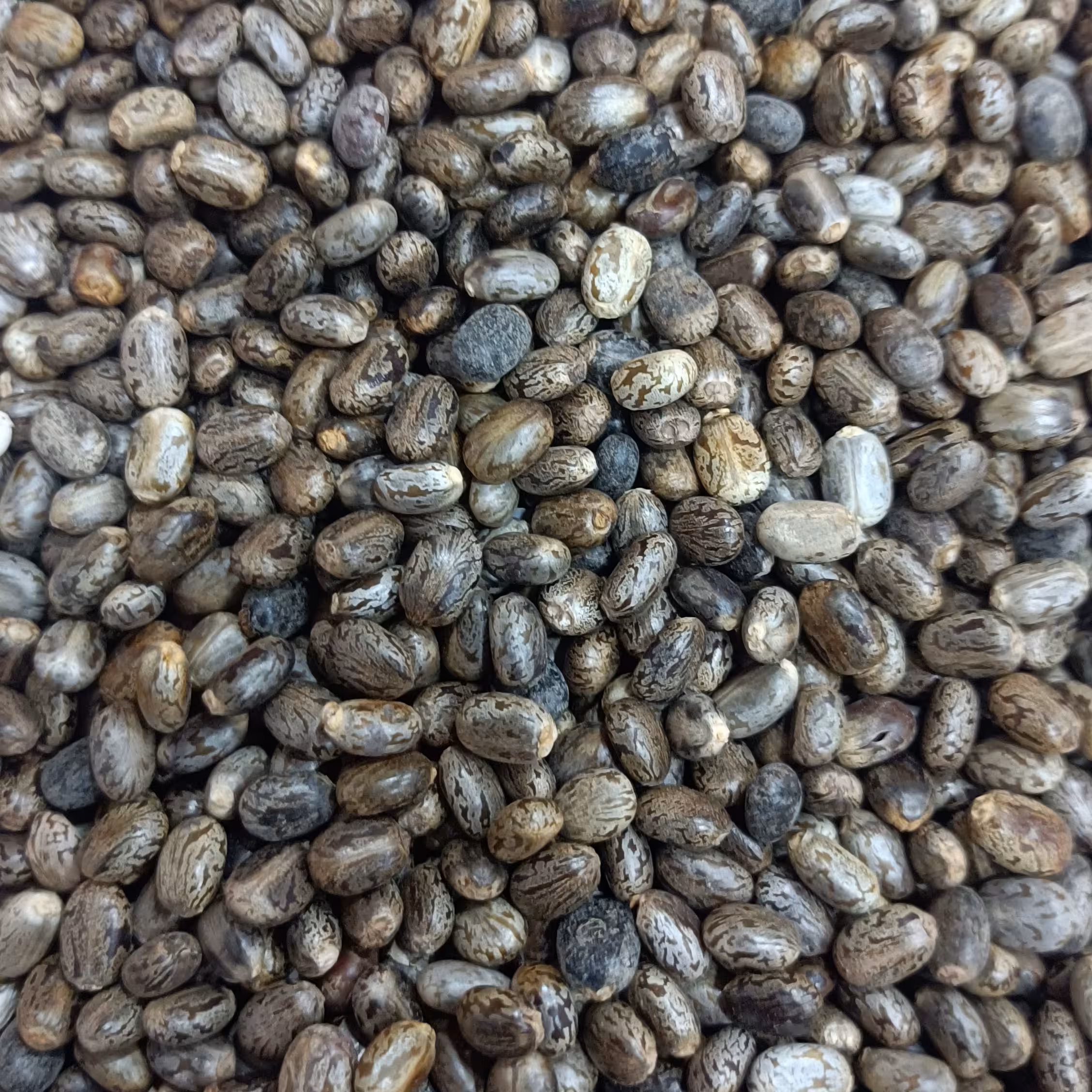 دانه کرچک اصل 150 گرمی کاکتوس طلایی 