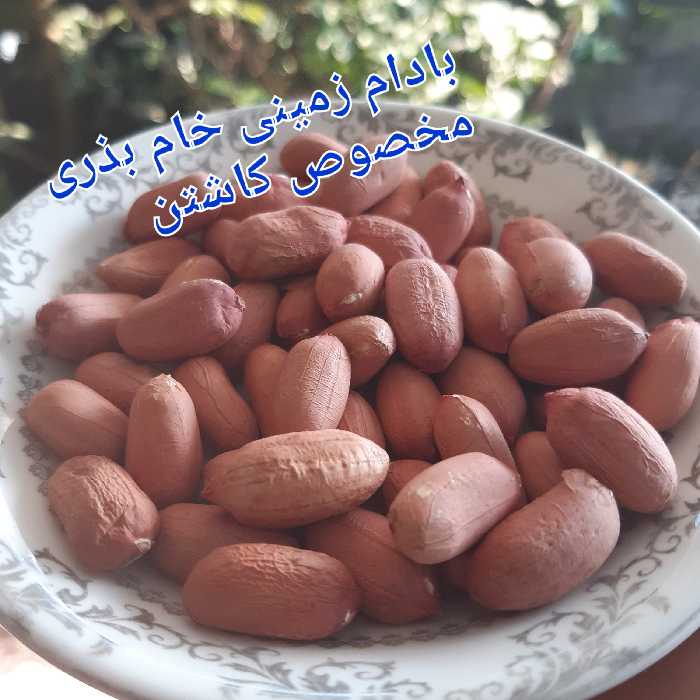 بادام زمینی آستانه خام بذری 500گرمی