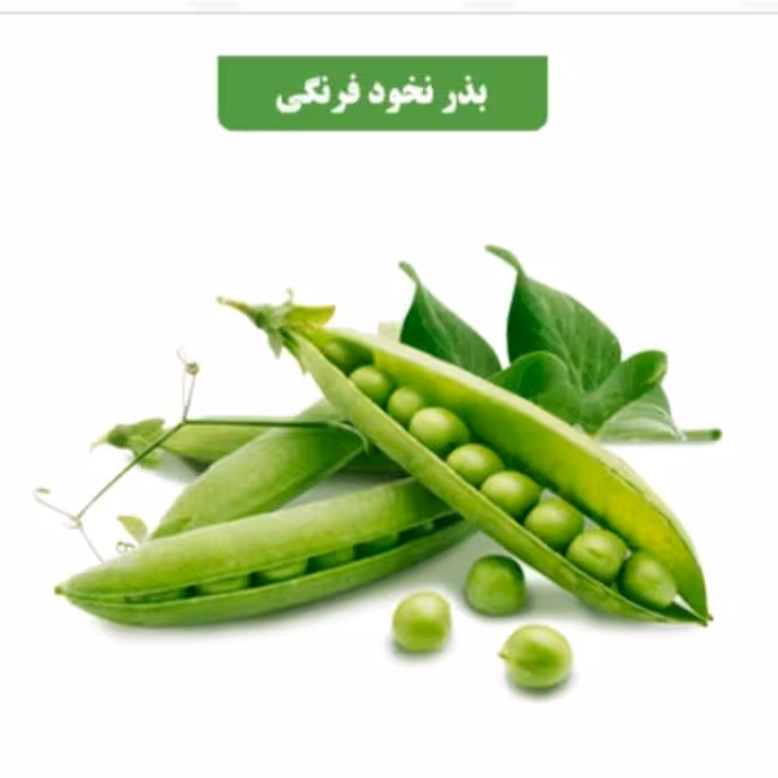 بذرنخود فرنگی