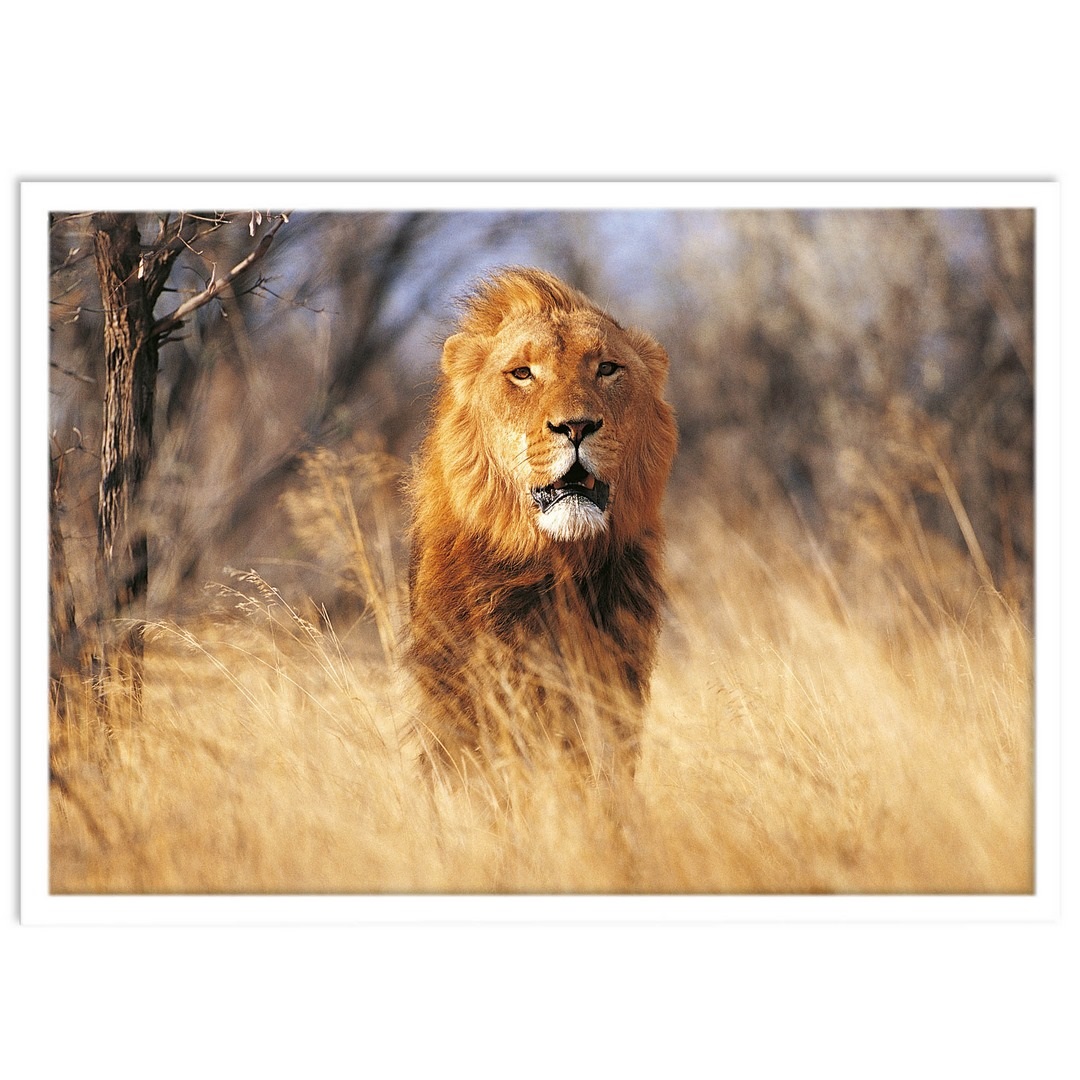 تابلو بکلیت طرح حیات وحش و شیر مدل W-S1441 