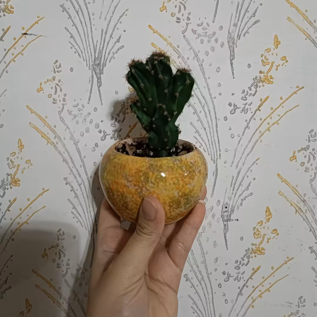 صخره ای 7