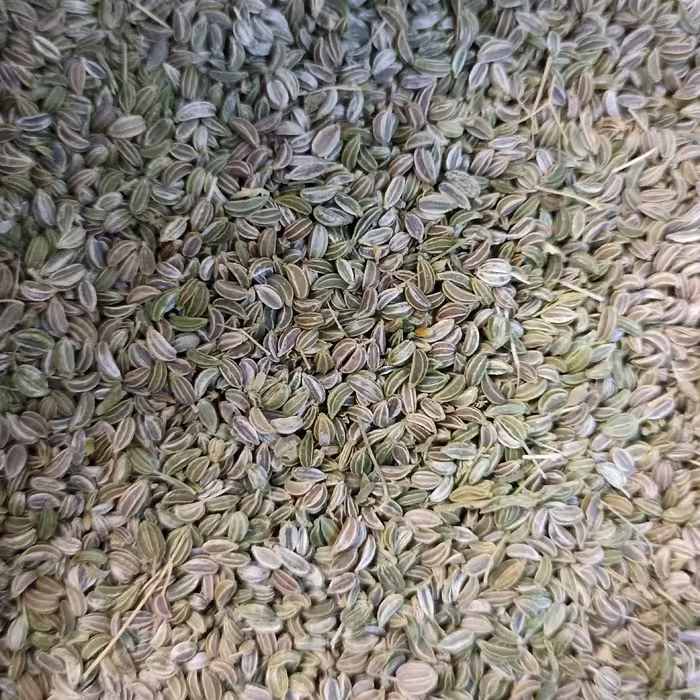 تخم شوکران 