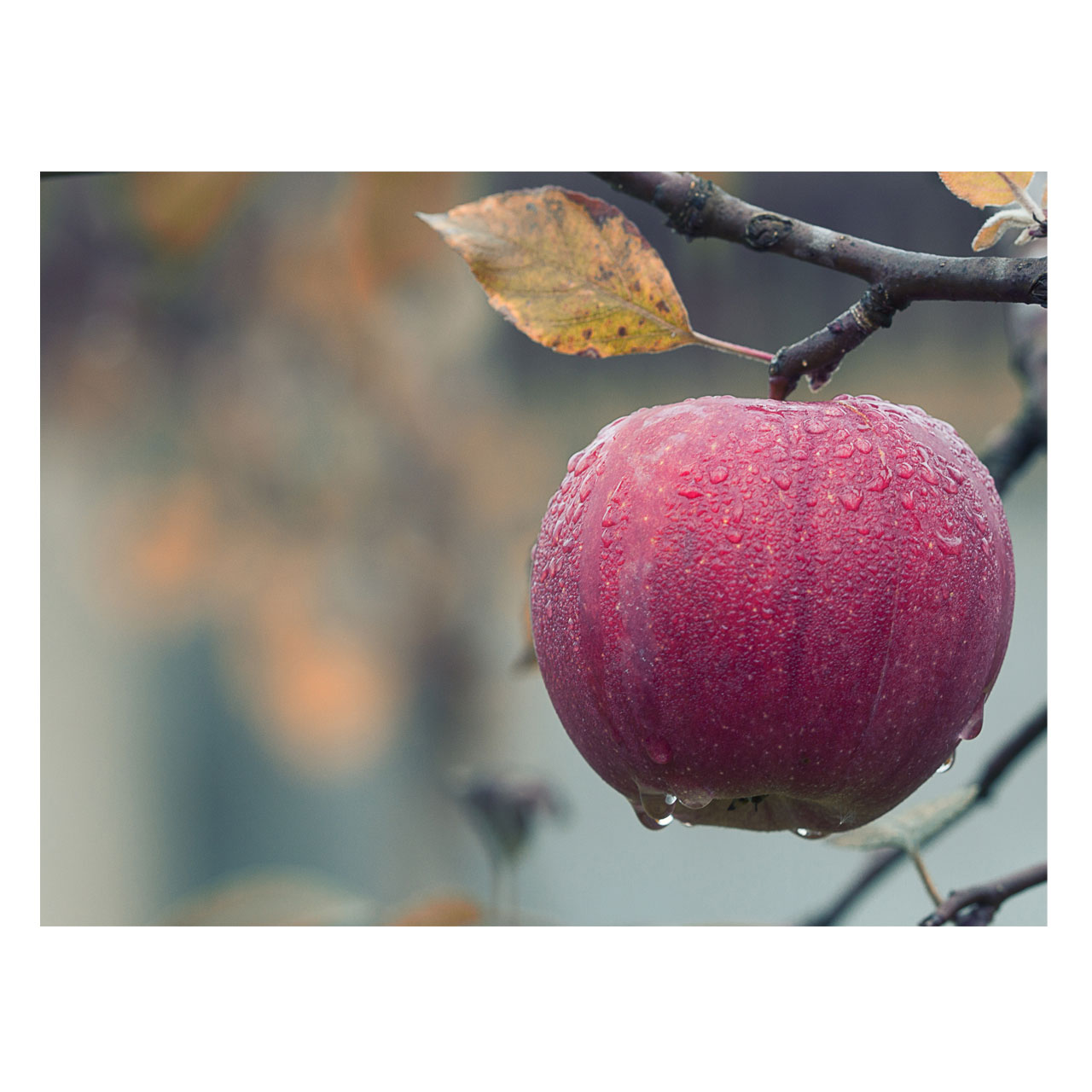 تابلو شاسی طرح سیب کد 042