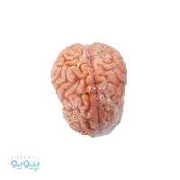 مولاژ مغز انسان 4 قسمتی