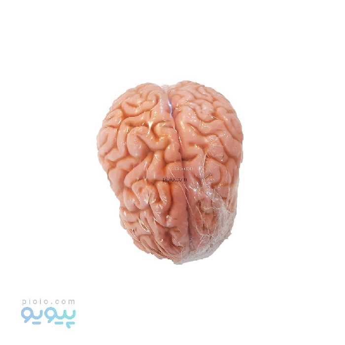 مولاژ مغز انسان 4 قسمتی