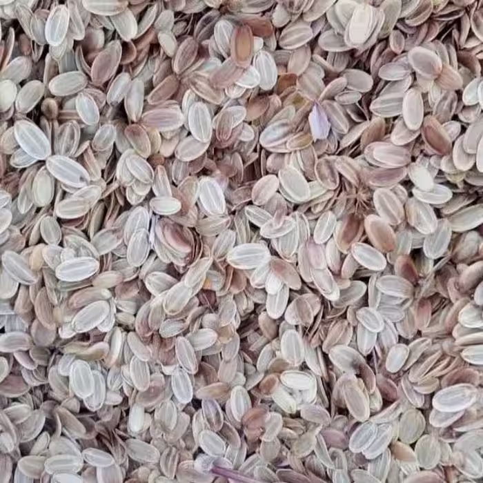 بذر انغوزه درجه یک مناسب برای کاشت و پرورش (پس کرایه)