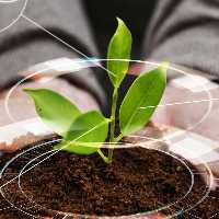 کود npk)20-20-20)