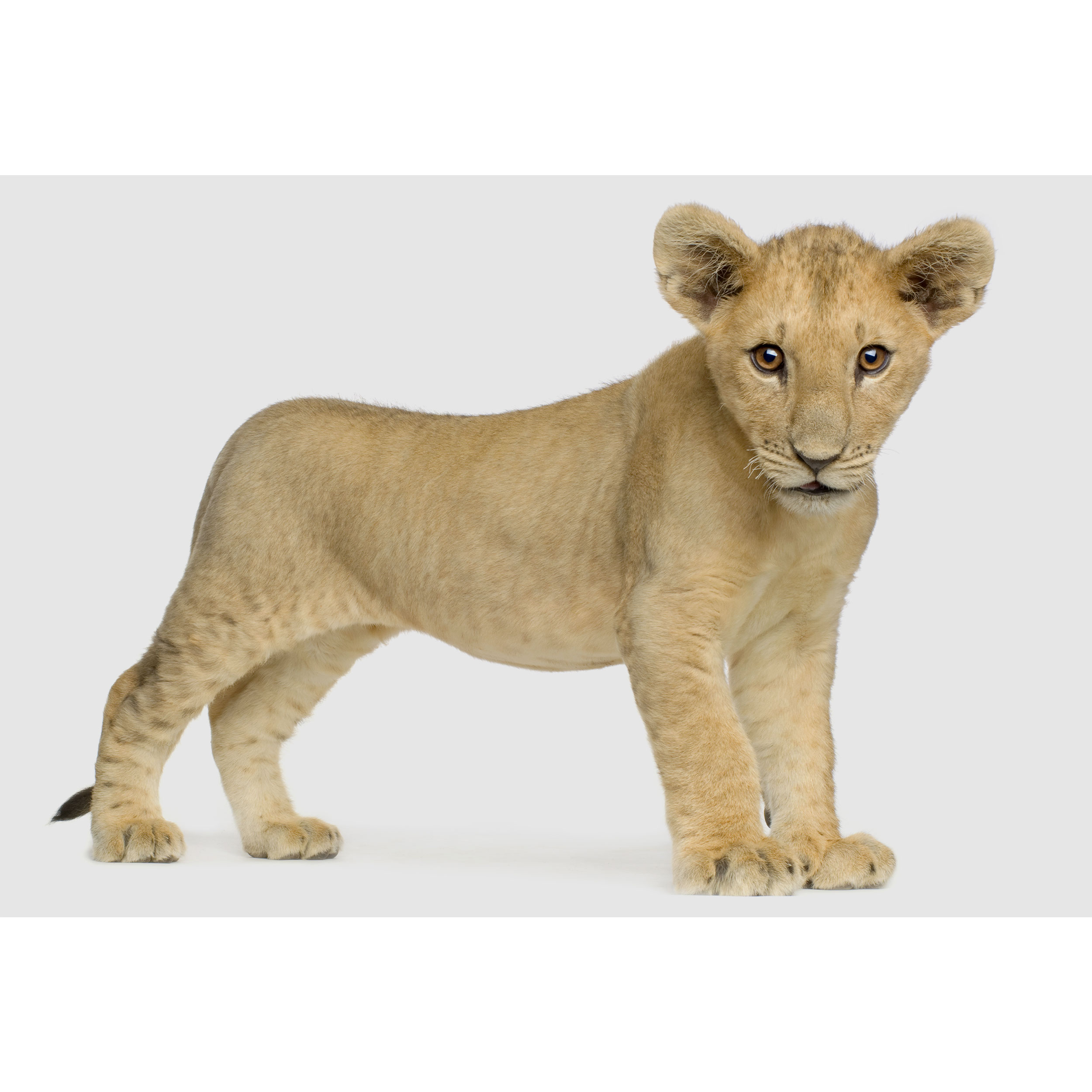 تابلو شاسی طرح شیر مدل T2164