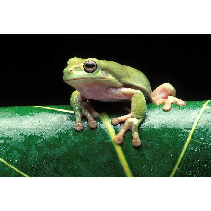 تابلو شاسی طرح برگ و قورباغه مدل T2181