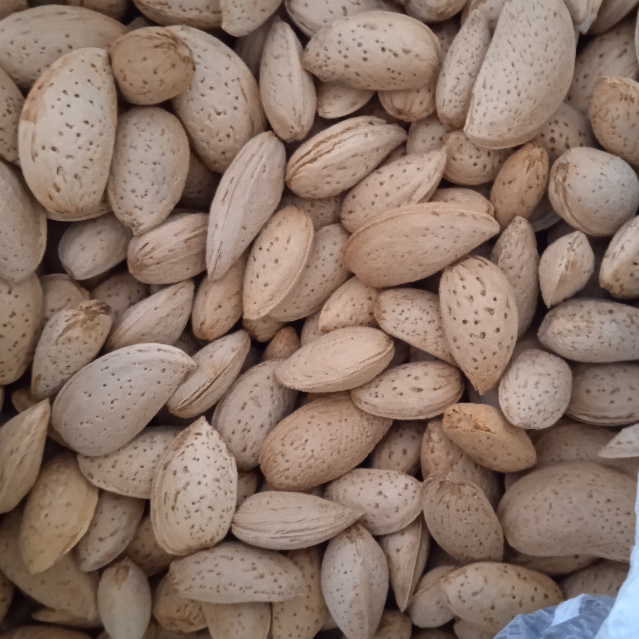 بادام سنگی 