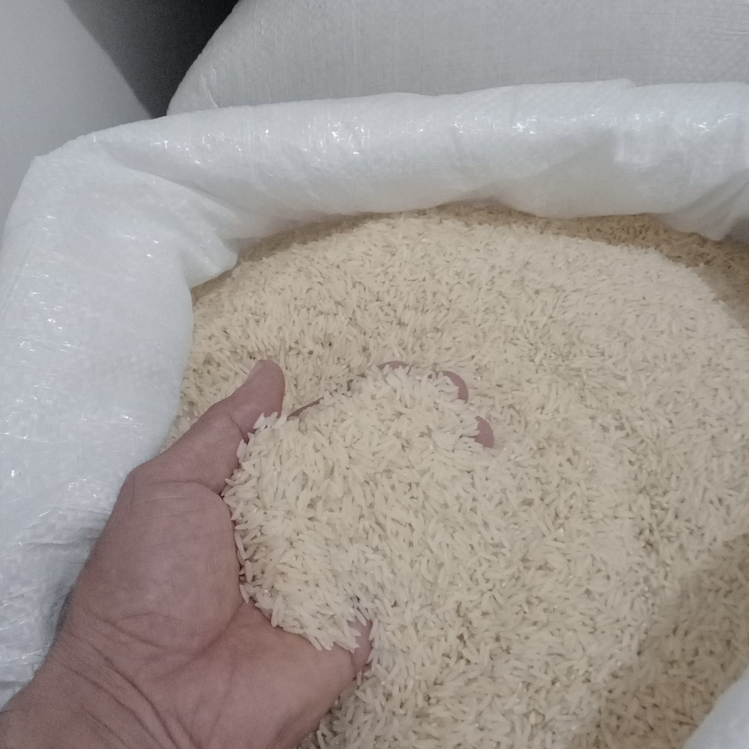 برنج هاشمی مشکین شهر