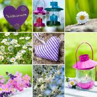 خرید و دانلود عکس Flower-Part-9 کد 18427 | پیک فاکس | Pic Fox