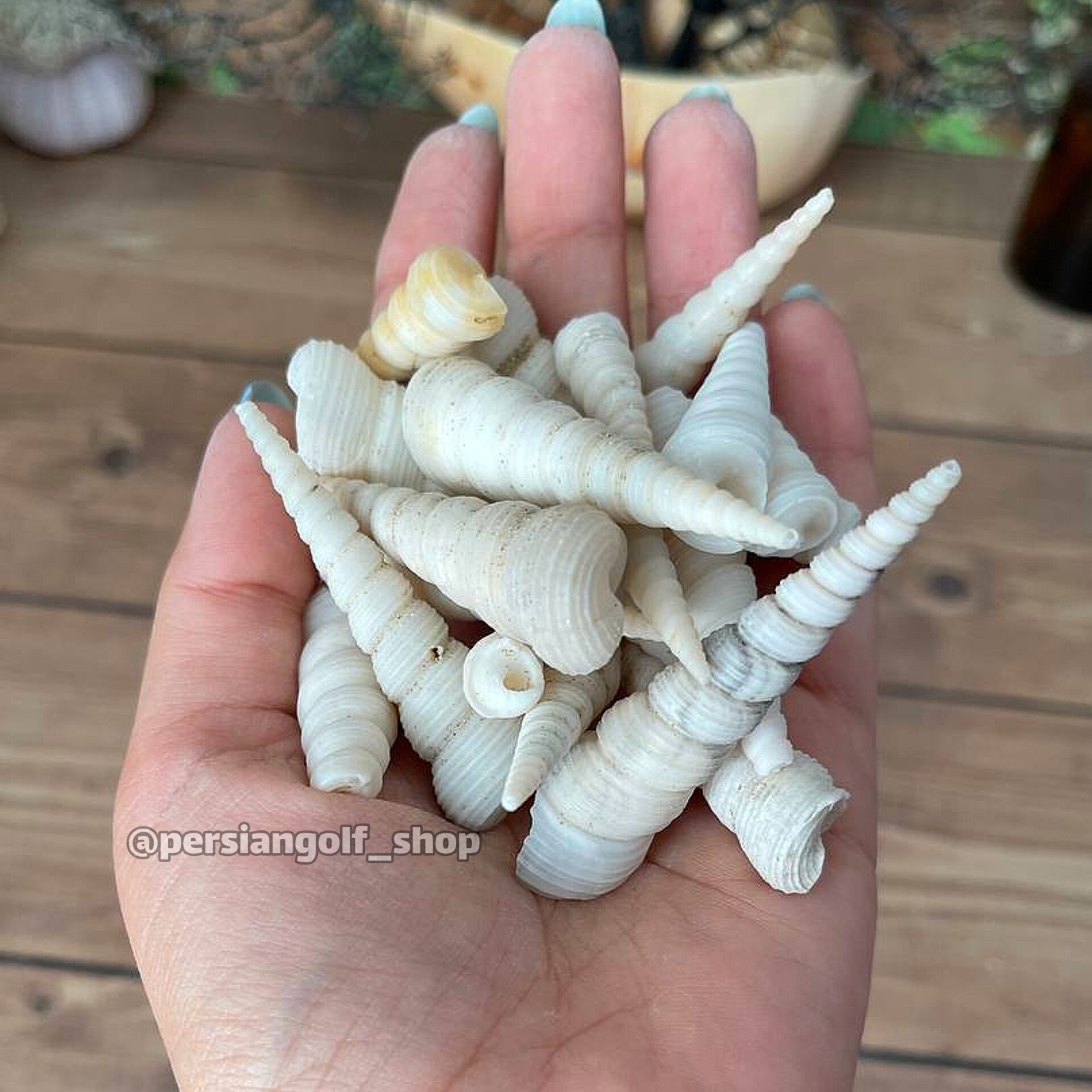 صدف حلزونی تک شاخ  (بسته 12 عددی)