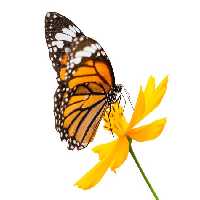 خرید و دانلود عکس Animals-Part-5 - کیفیت بالا | پیک فاکس | Pic Fox