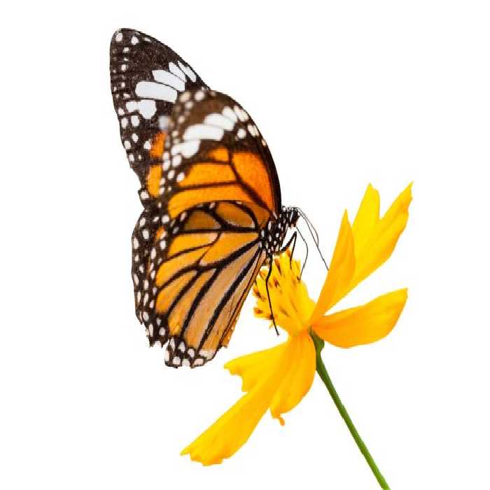 خرید و دانلود عکس Animals-Part-5 - کیفیت بالا | پیک فاکس | Pic Fox