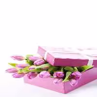 خرید و دانلود عکس IranBCS کد 28498 | پیک فاکس | Pic Fox