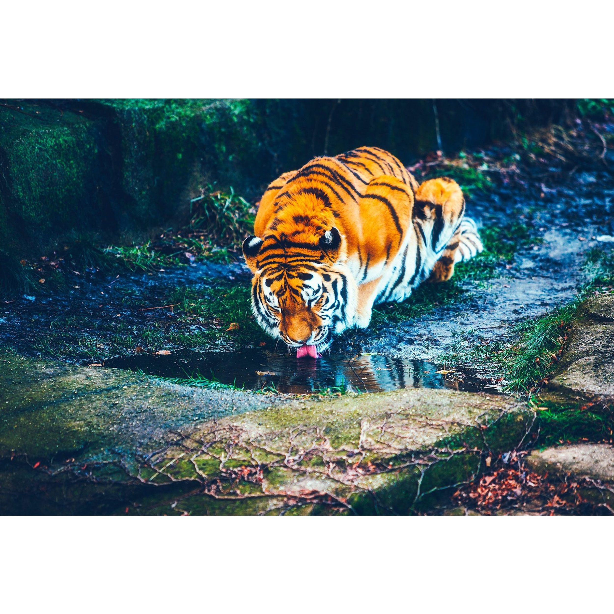 تابلو شاسی طرح ببر در حال خوردن آب مدل T1698