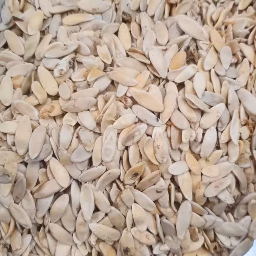 بذر خیار چمبر خوراکی (خیار چنبر) - 1 کیلو