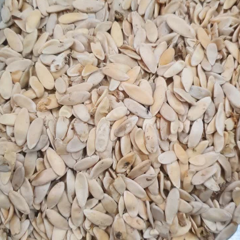 بذر خیار چمبر خوراکی (خیار چنبر) - 1 کیلو