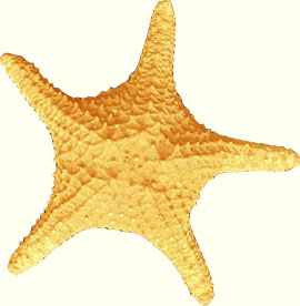 پاورپوینت خار پوستان