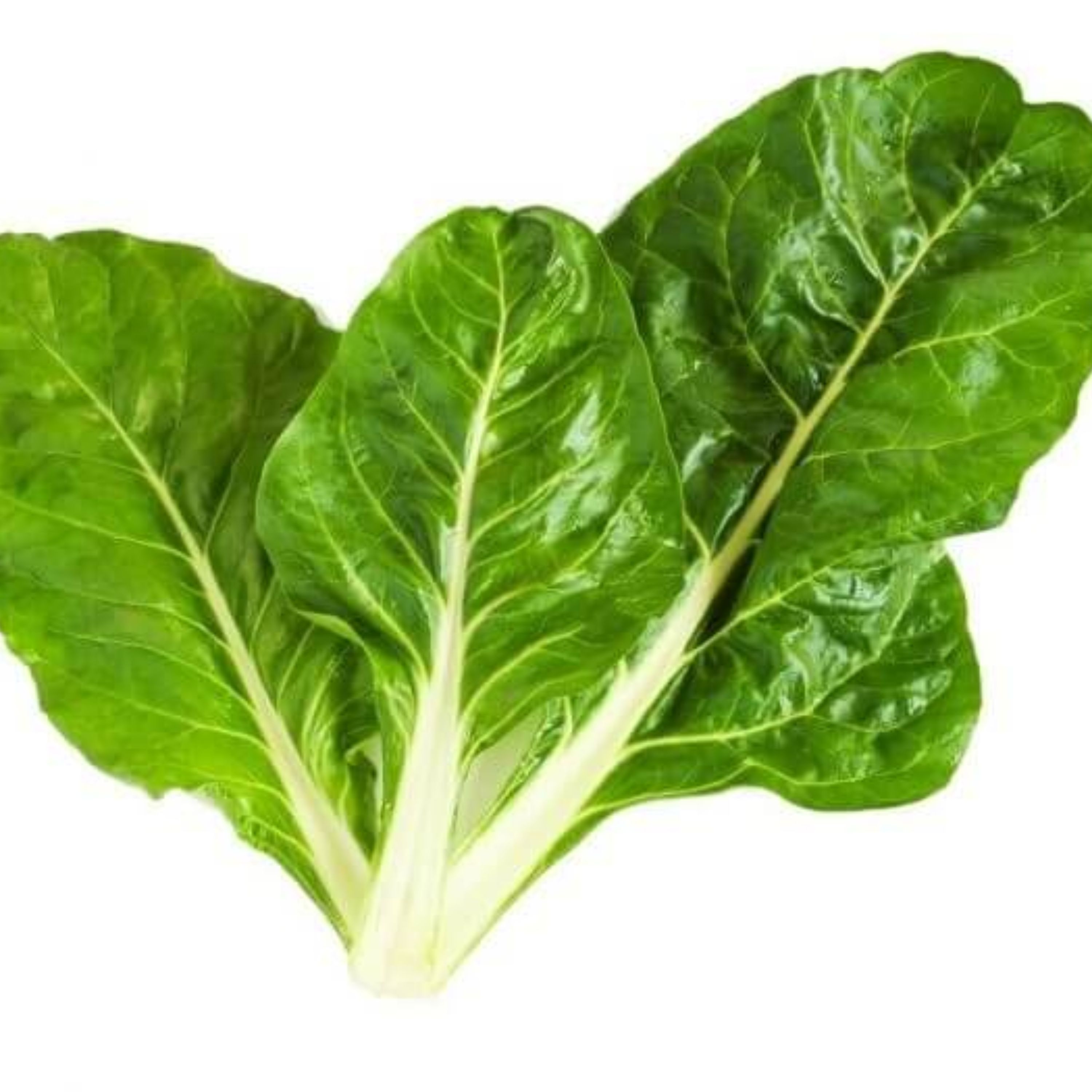 بذر سوئیس چارد سفید براق بزرگ بسته 50 عددی