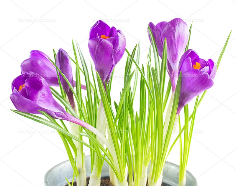 فایل عکس با کیفیت گل بنفش | گرافیک با طعم تربچه