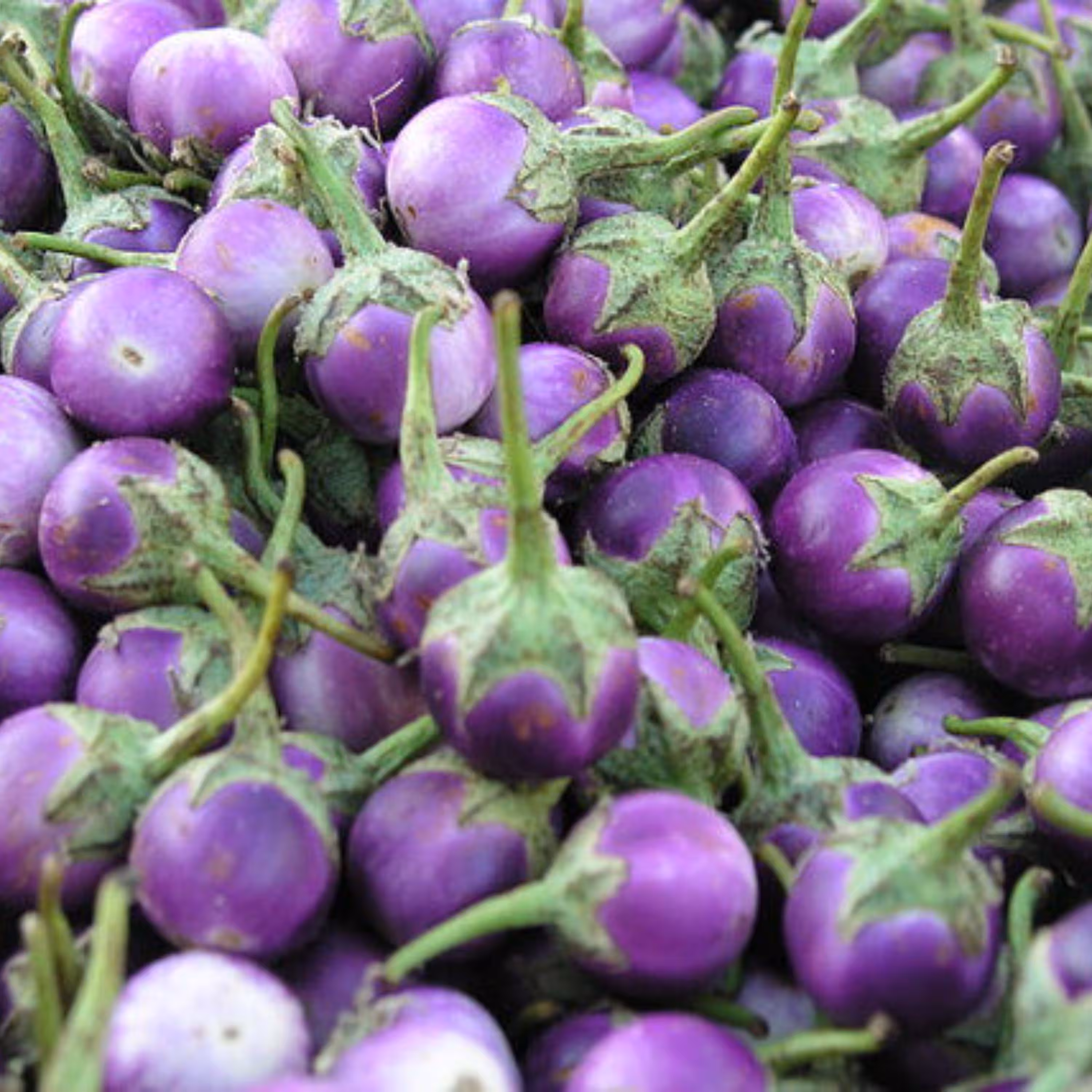 بذر بادمجان گرد گوچک 10 عددی